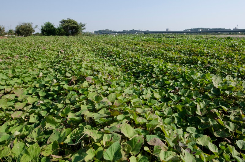 サツマイモ畑の様子。畑の土を覆い隠すように、びっしりと葉が茂ります
