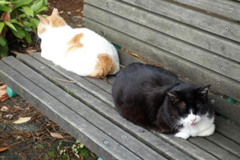 DSC-RX100 実写画像03