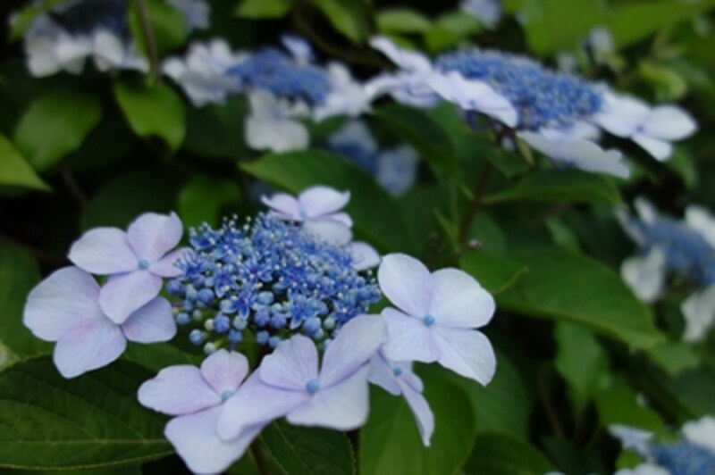 DSC-RX100 実写画像05