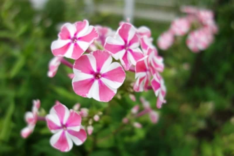 DSC-RX100 実写画像12