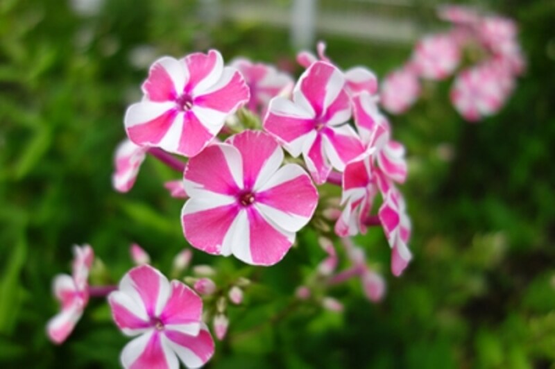 DSC-RX100 実写画像13