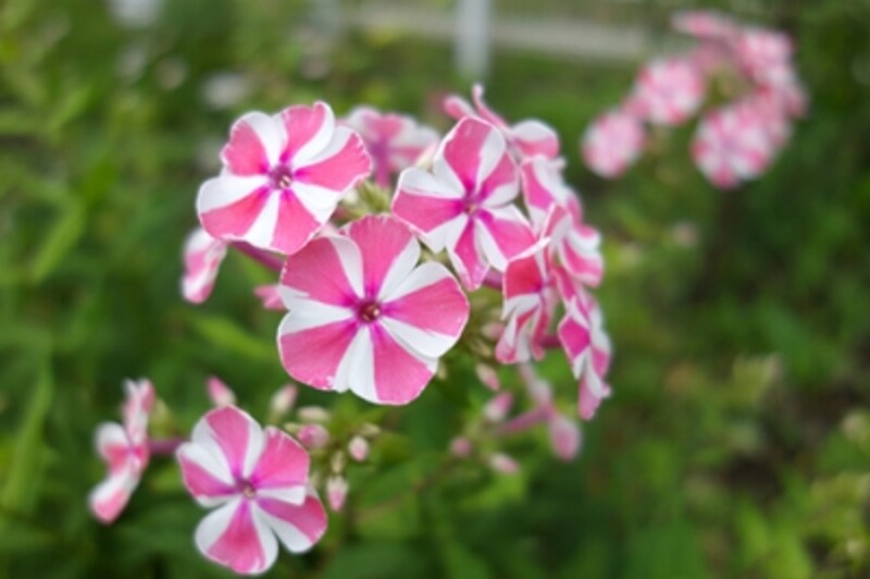 DSC-RX100 実写画像14