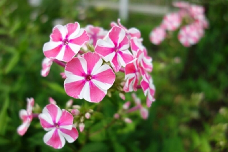 DSC-RX100 実写画像15