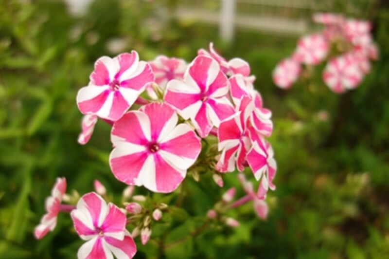 DSC-RX100 実写画像16