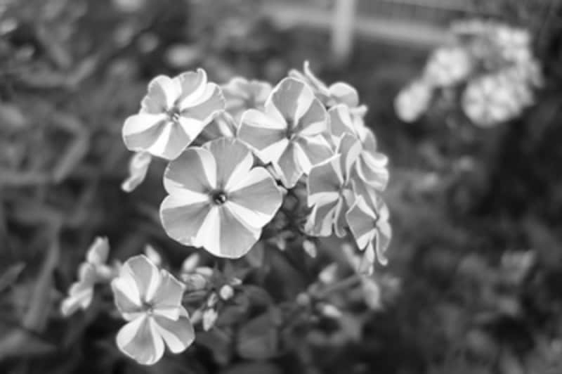 DSC-RX100 実写画像17