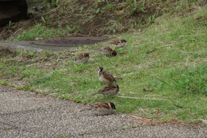 DSC-RX100 実写画像 超解像ズーム