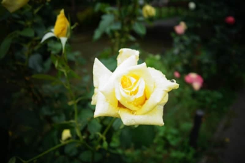 DSC-RX100 実写画像18 ピクチャーエフェクト：トイカメラ