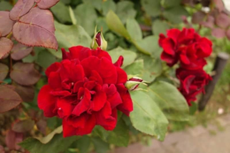 DSC-RX100 実写画像22 ピクチャーエフェクト：レトロフォト