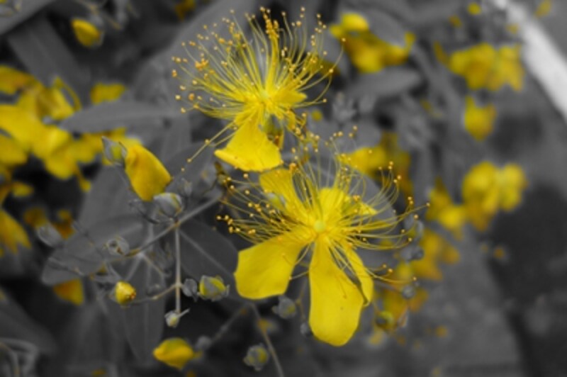 DSC-RX100 実写画像24 ピクチャーエフェクト：パートカラー（イエロー）