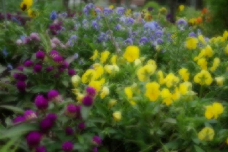 DSC-RX100 実写画像25 ピクチャーエフェクト：ソフトフォーカス