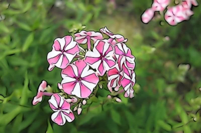 DSC-RX100 実写画像31 ピクチャーエフェクト：イラスト調