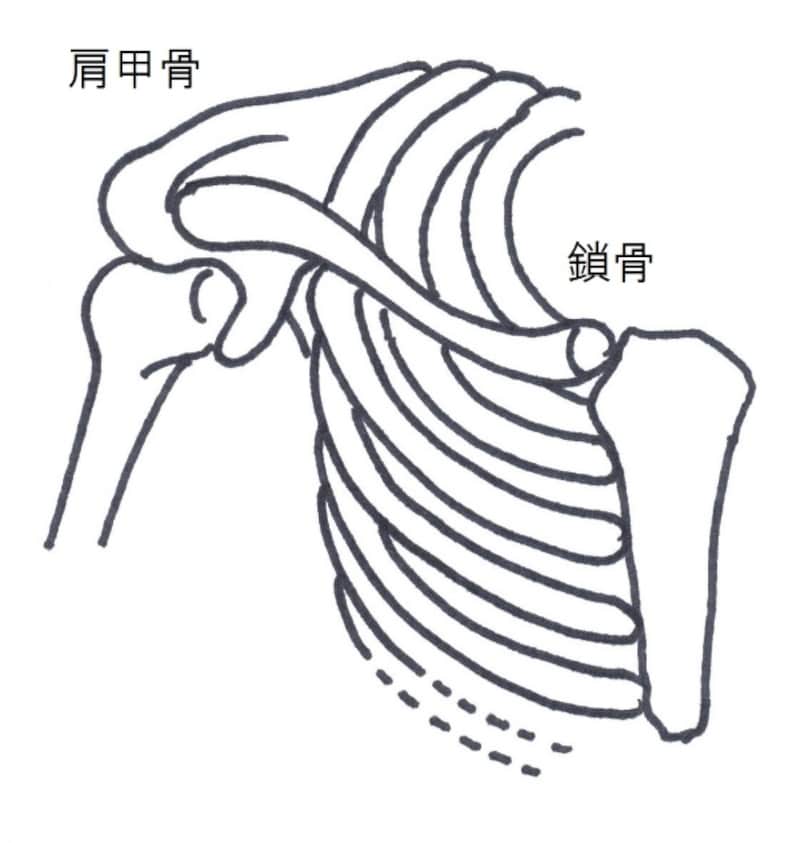 肩甲骨と鎖骨