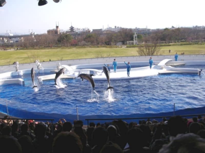 イルカスタジアム