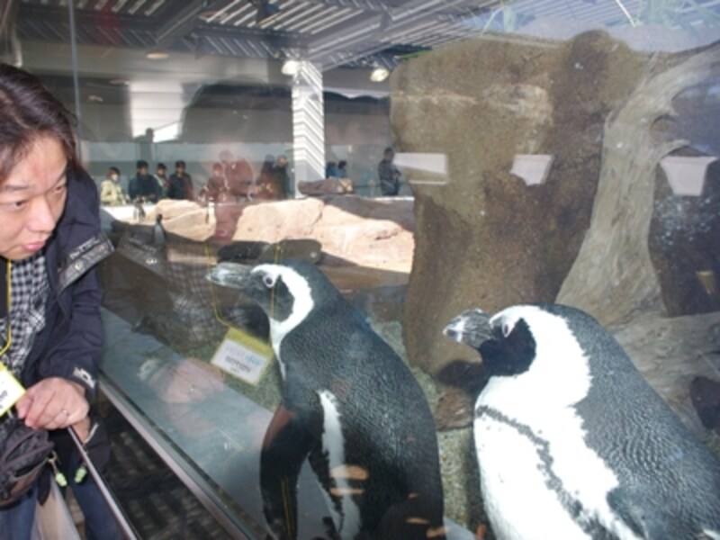 ペンギンゾーン