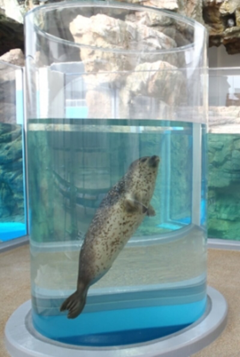 かいじゅうゾーン