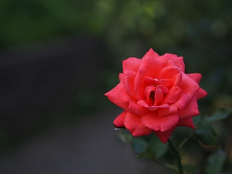 OM-D E-M5 実写画像03