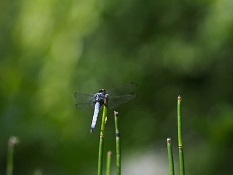 OM-D E-M5 実写画像05