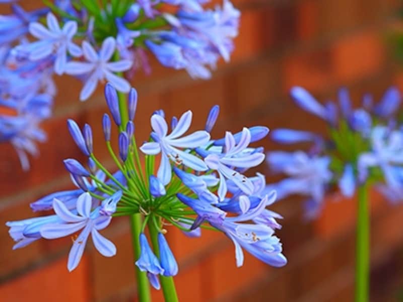 OM-D E-M5 実写画像アートフィルター ポップアート1