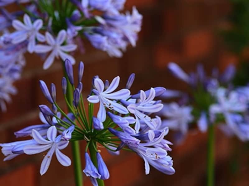 OM-D E-M5 実写画像アートフィルター ポップアート2