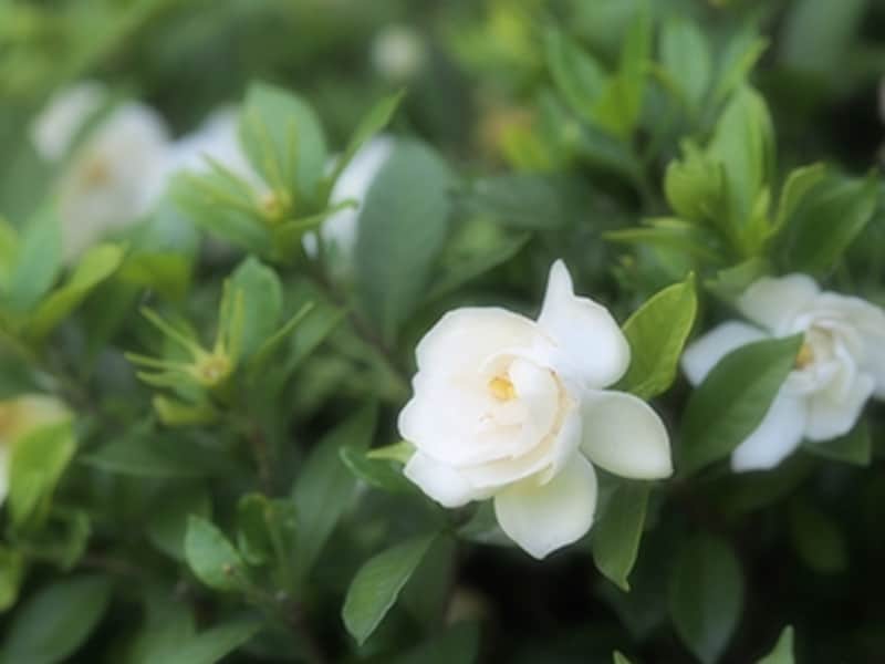 OM-D E-M5 実写画像アートフィルター：ファンタジックフォーカス