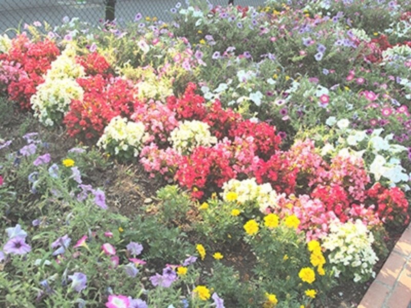 OM-D E-M5 実写画像アートフィルター デイドリーム2