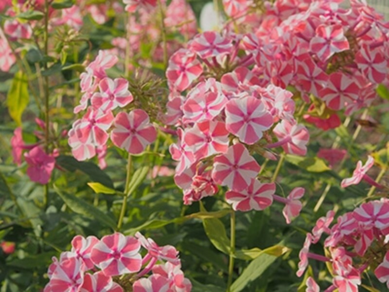 OM-D E-M5 実写画像アートフィルター：ライトトーン