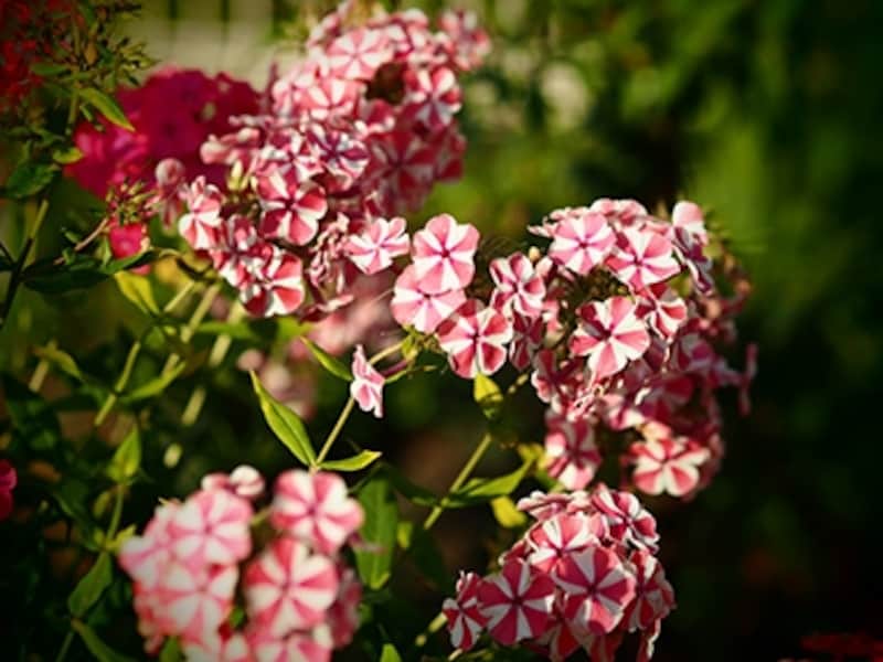 OM-D E-M5 実写画像アートフィルター：トイフォト1