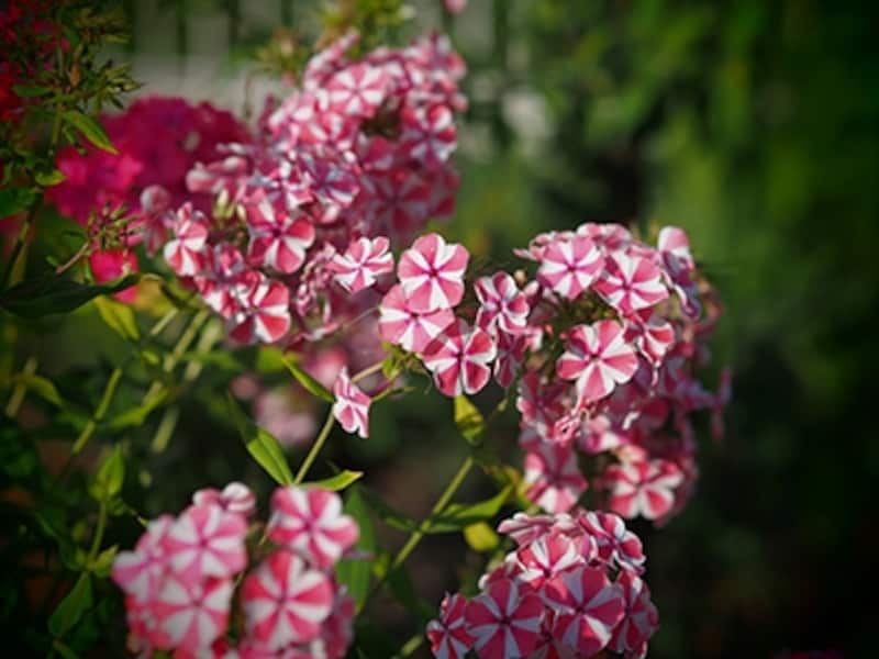 OM-D E-M5 実写画像アートフィルター トイフォト2