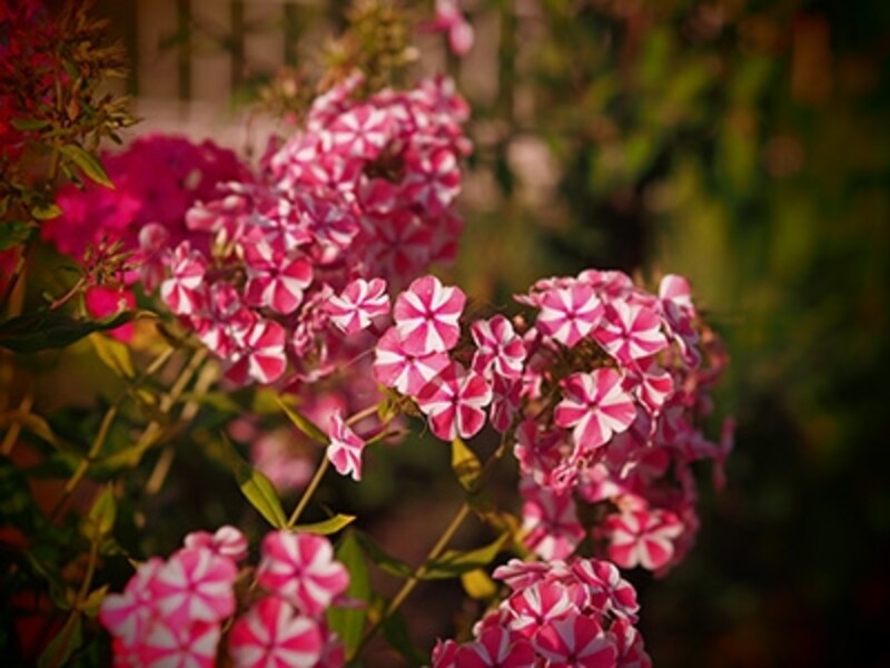 OM-D E-M5 実写画像アートフィルター トイフォト3