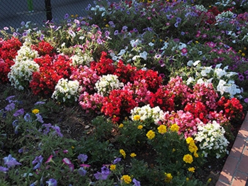 OM-D E-M5 実写画像ピクチャーモード Flat