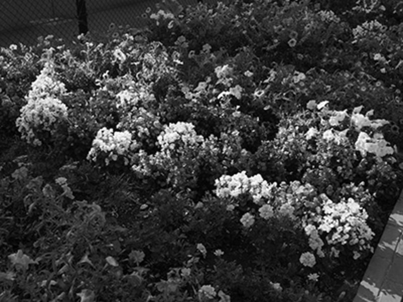 OM-D E-M5 実写画像ピクチャーモード モノトーン