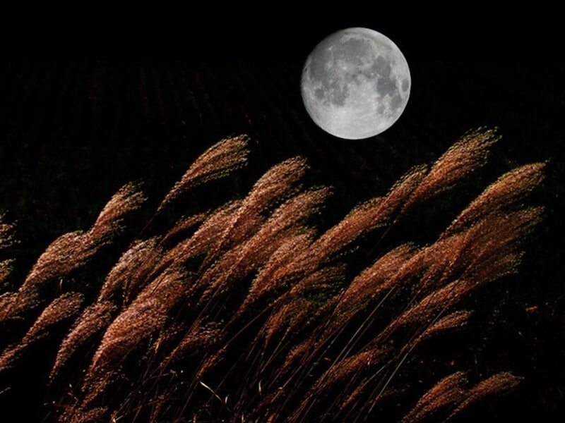 お月見にまつわるものごとには深い意味があります