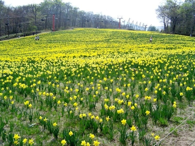 ゲレンデに咲き誇る50万株の水仙