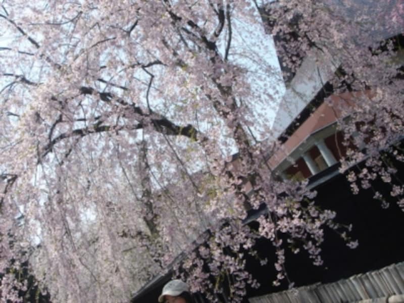 武家屋敷と桜のコントラスト 東北の小京都 角館 田沢湖 角館の観光 旅行 All About 武家屋敷と桜のコントラスト 東北の小京都 角館 田沢湖 角館の観光 旅行 All About