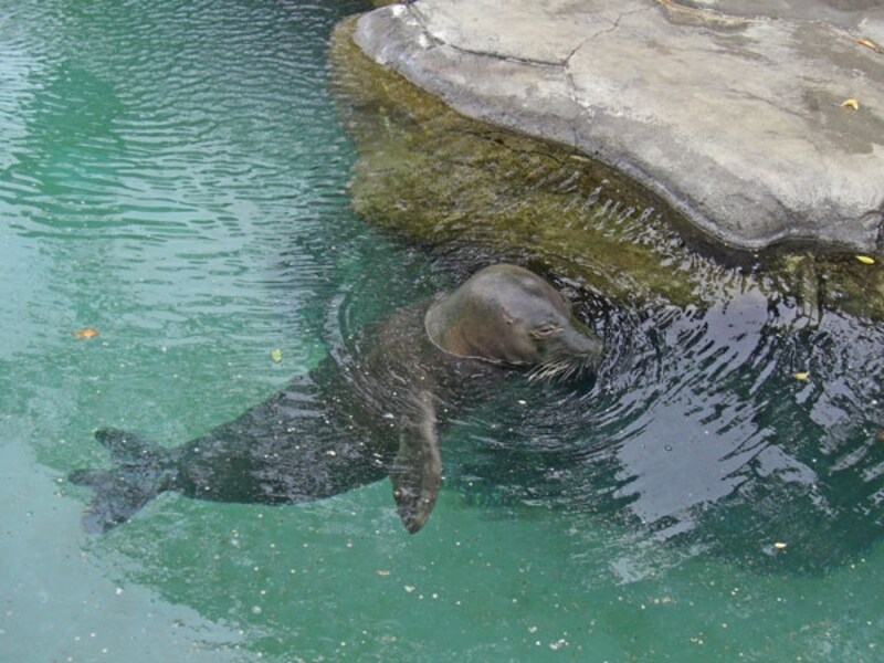 ハワイだけに生息しているハワイアンモンクシール。ワイキキ水族館には、マカくんとホアイロナくんの2頭が暮らしています
