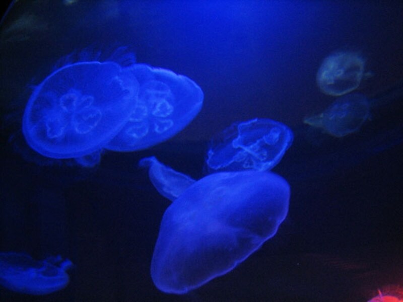 ずっと眺めていたくなるクラゲの水槽