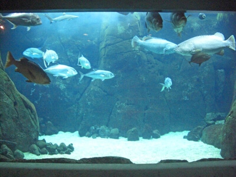 サメやウルアなど大型捕食魚が泳ぐ「サンゴ礁のハンターたち」のコーナー