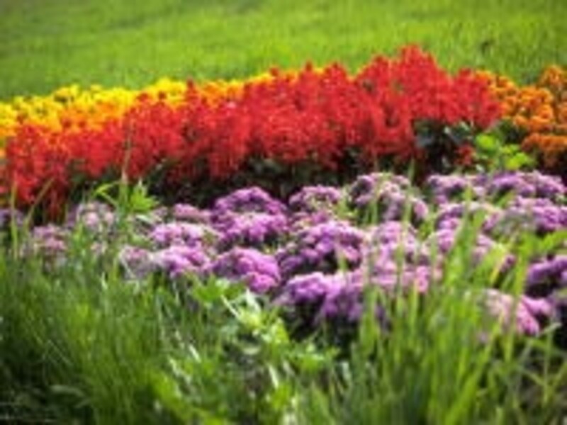 植物は生存競争に勝つためにも精油をもっているのですね。それが抗菌や殺菌効果ともいえます。