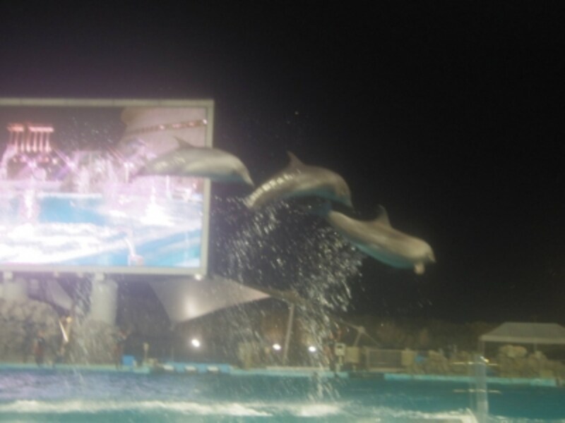 定番だけど外せない 名古屋港水族館 名古屋の観光 旅行 All About