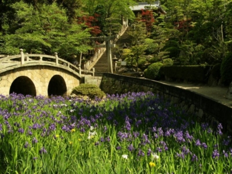 全国でも珍しいカキツバタの名所 岡山の菅原神社 岡山の観光 旅行 All About