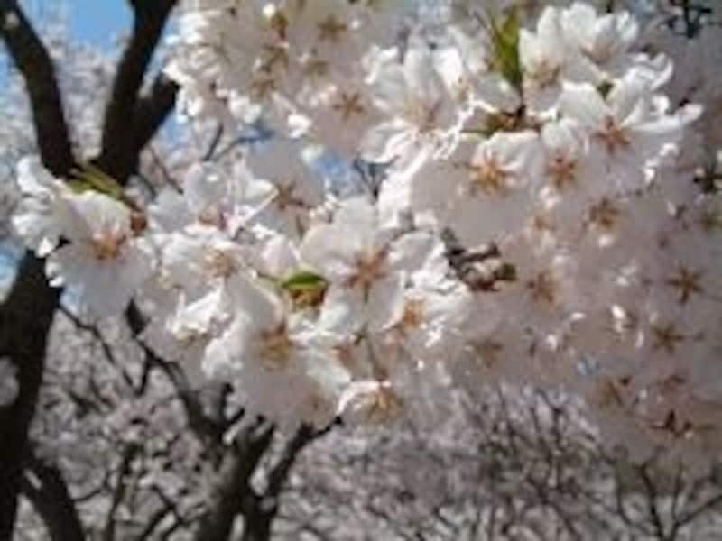 高遠でしか見ることができない桜、タカトオコヒガンザクラ