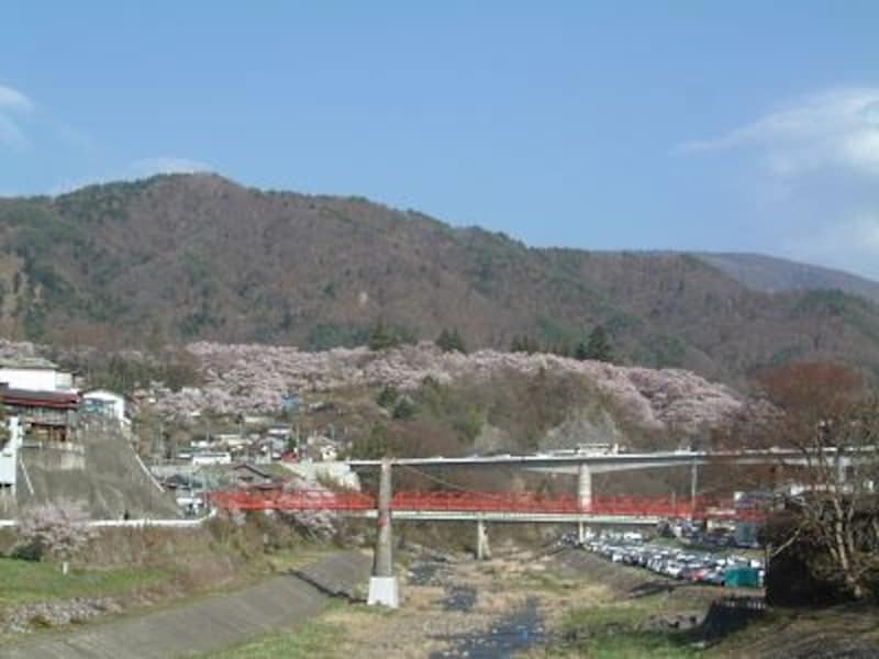 小高い丘の上にある高遠城址公園を包み込む桜。遠くから見ても圧巻です!(2005年4月17日撮影)