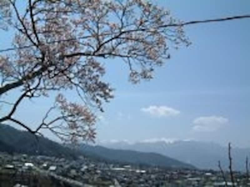 高遠城址公園に向かう坂道の途中で見える桜と中央アルプスの山々(2005年4月17日撮影)