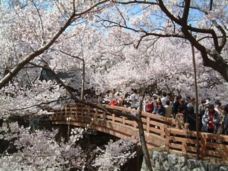 高遠城址公園の桜のハイライト、桜雲橋付近。空堀の上にかかる橋をたくさんのタカトオコヒガンザクラが覆います（2005年4月17日撮影） 