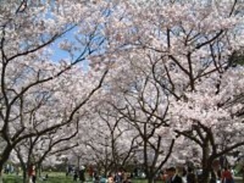 三の丸付近の桜。ここも見事な桜ですが、メインは本丸です!(2005年4月17日撮影)
