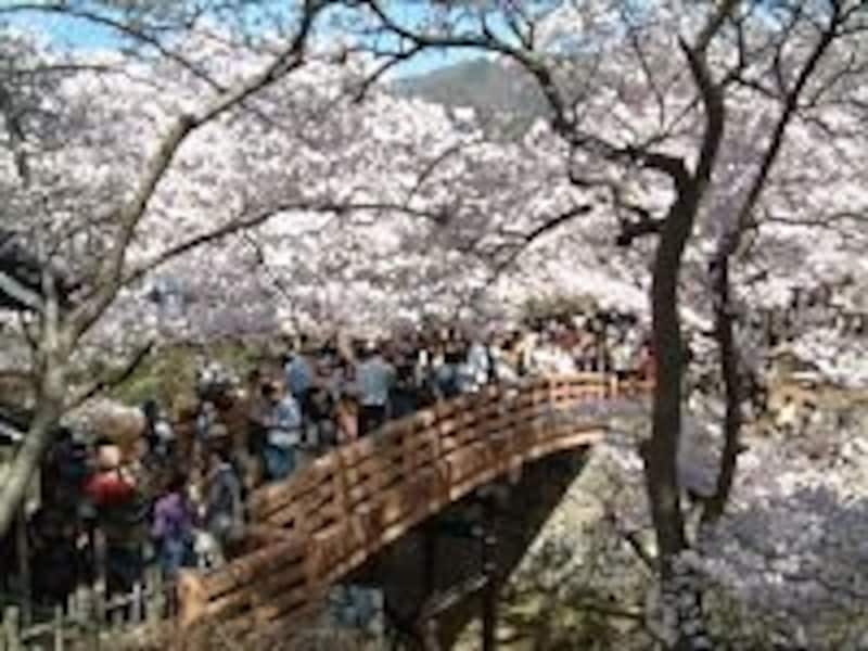 桜雲橋と桜の風景を別の角度から。大人気の記念撮影スポットです(2005年4月17日撮影)