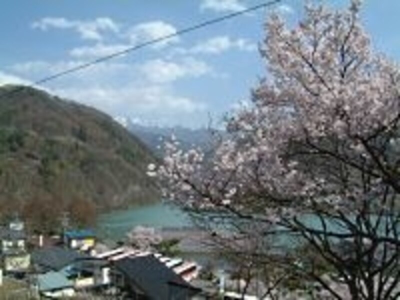高遠湖と桜の組み合わせ。奥には南アルプスの山々も(2005年4月17日撮影)