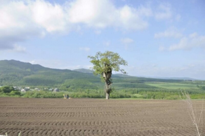 東京ドーム358個分 北海道のナイタイ高原牧場 北海道の観光 旅行 all about