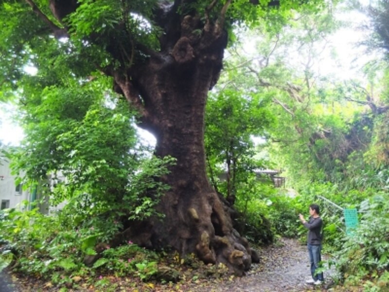 沖縄のパワースポット 首里金城町の大アカギ 沖縄の観光 旅行 all about