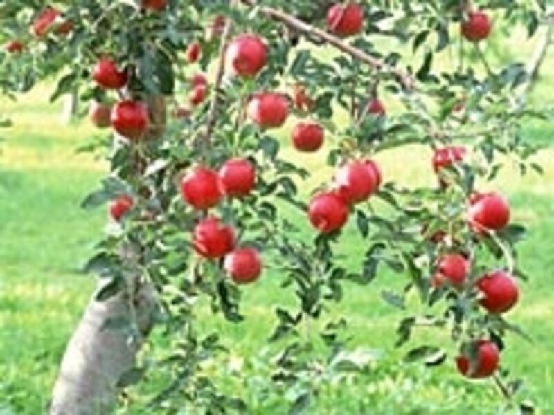リンゴなど果樹も魅力的だが、小さな庭では枝張りがスリムな品種を